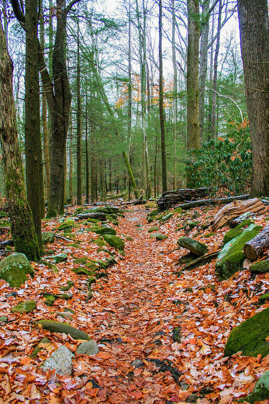Photo For Sale Art Print featuring the photograph Hiking Trail in Autumn by Robert Wilder Jr
