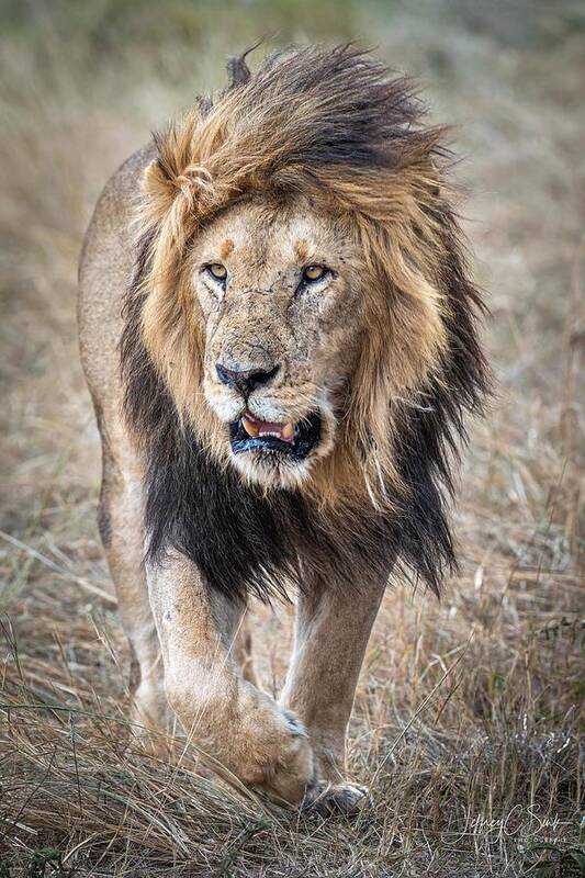 Lion Art Print featuring the photograph His Majesty....on A Rainy Day. by Jeffrey C. Sink