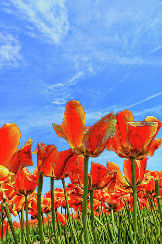 Holland Art Print featuring the photograph Holland Ridge Tulip Farm # 16 by Allen Beatty