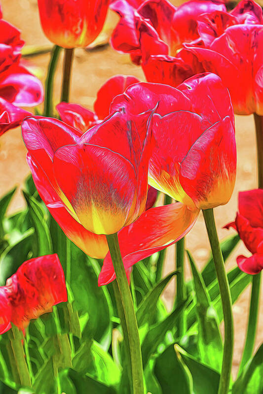 Holland Art Print featuring the photograph Holland Ridge Tulip Farm # 18 by Allen Beatty