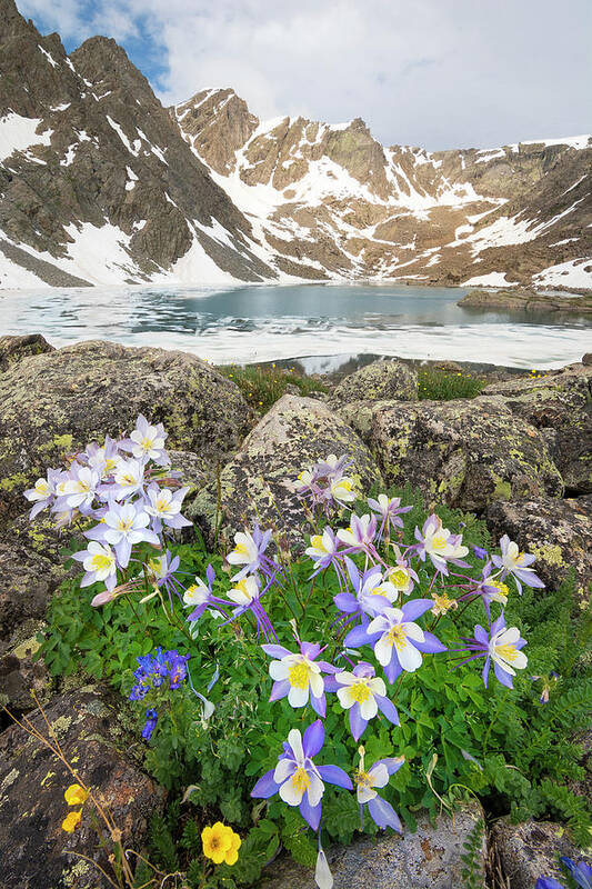 Colorado Art Print featuring the photograph Holy Cross Columbines by Aaron Spong