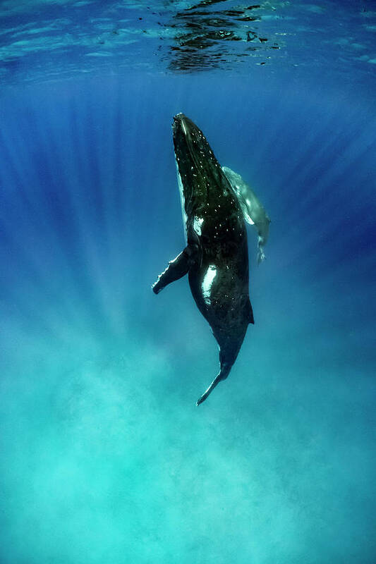 Animal Art Print featuring the photograph Humpback Whale And Young Calf by Tui De Roy