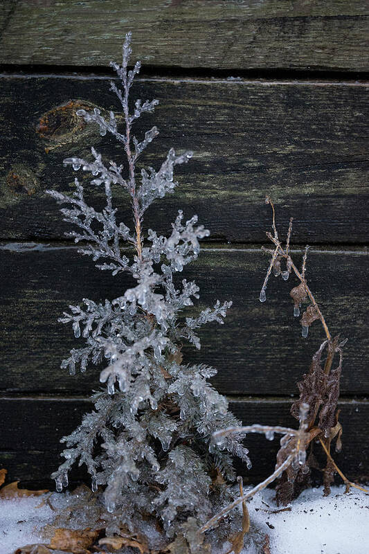 Ice Art Print featuring the photograph Iced Juniper in front of Rail Ties by Brooke Bowdren