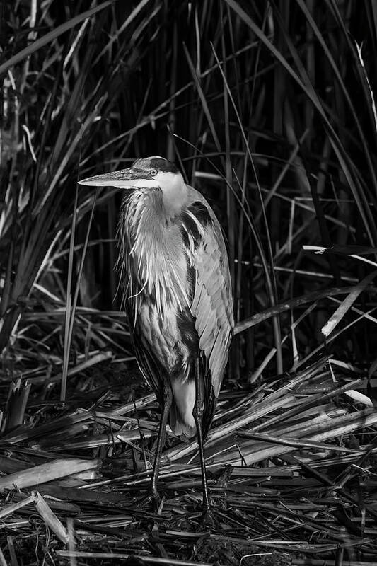 Birds Art Print featuring the photograph In A Daze by Ray Silva