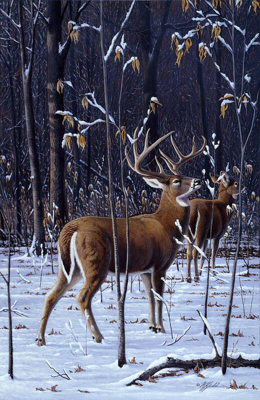 Two Deer In The Woods With Snow On The Ground Art Print featuring the painting In His Prime - Whitetail by Wilhelm Goebel