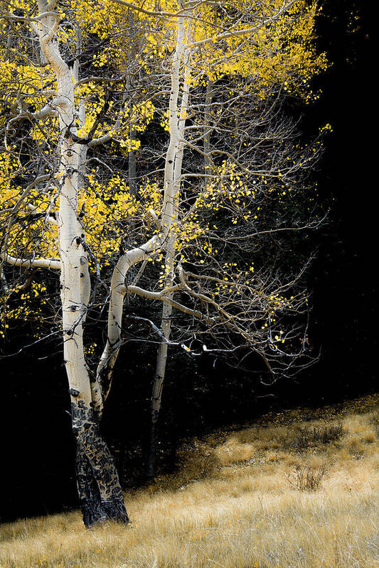 Aspens Art Print featuring the photograph In the Light of Day by The Forests Edge Photography - Diane Sandoval