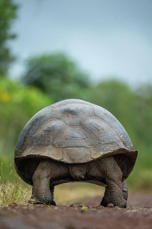 Animals Art Print featuring the photograph Indefatigable Island Tortoise Backside by Tui De Roy
