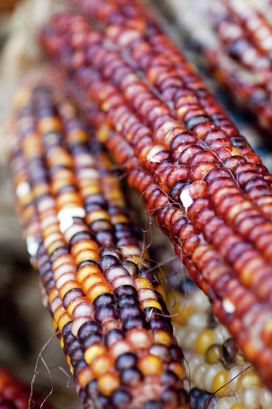 Season Art Print featuring the photograph Indian Corn by Brian Yarvin