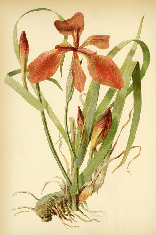 Iris Art Print featuring the mixed media Iris Cuprea Copper Iris. by Unknown