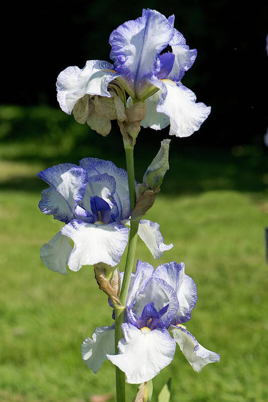 Angiosperm Art Print featuring the photograph Iris Snow Tracery by Nigel Cattlin