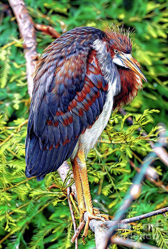 Herons Art Print featuring the mixed media Juvenile Tricolored Heron Art by DB Hayes