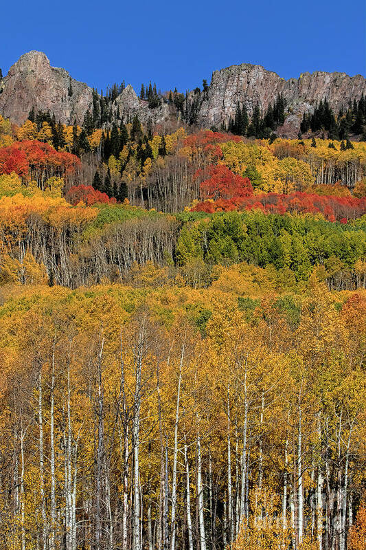 Gold Leaves Art Print featuring the photograph Kebler Pass #1 by Jim Garrison