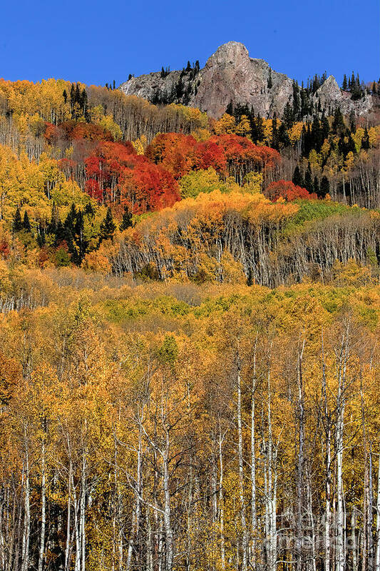 Gold Leaves Art Print featuring the photograph Kebler Pass #2 by Jim Garrison