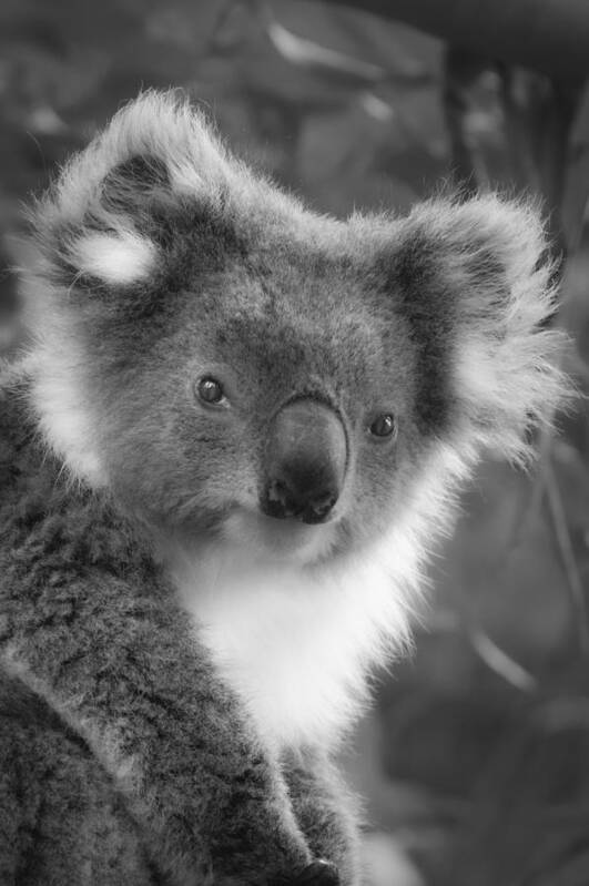 Nature Art Print featuring the photograph Koala Portrait by Byeeye