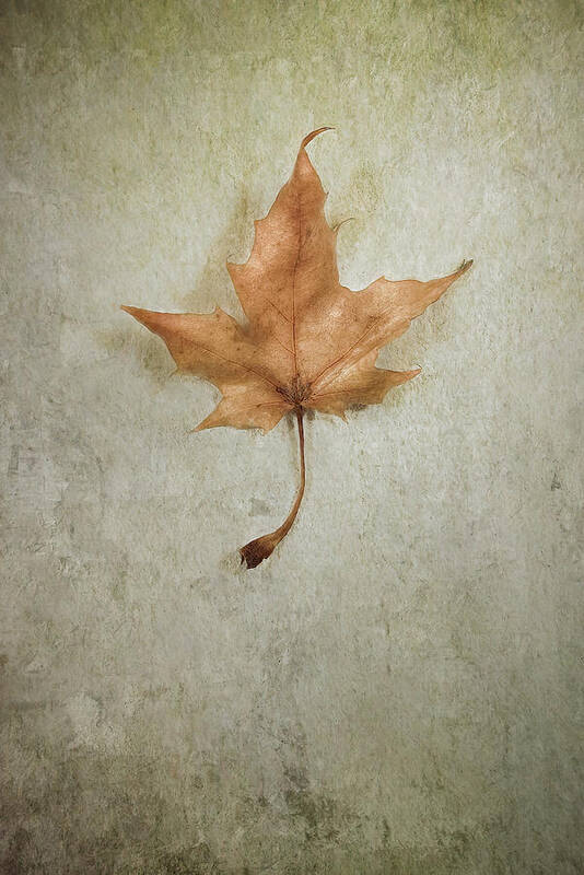 Leaf Art Print featuring the photograph Last Days by Scott Norris