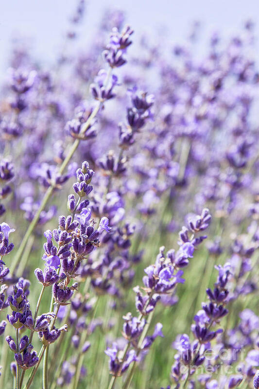 Lavender Art Print featuring the photograph Lavender Field by Ana V Ramirez