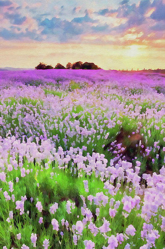 Lavender Art Print featuring the painting Lavender fields - 16 by AM FineArtPrints