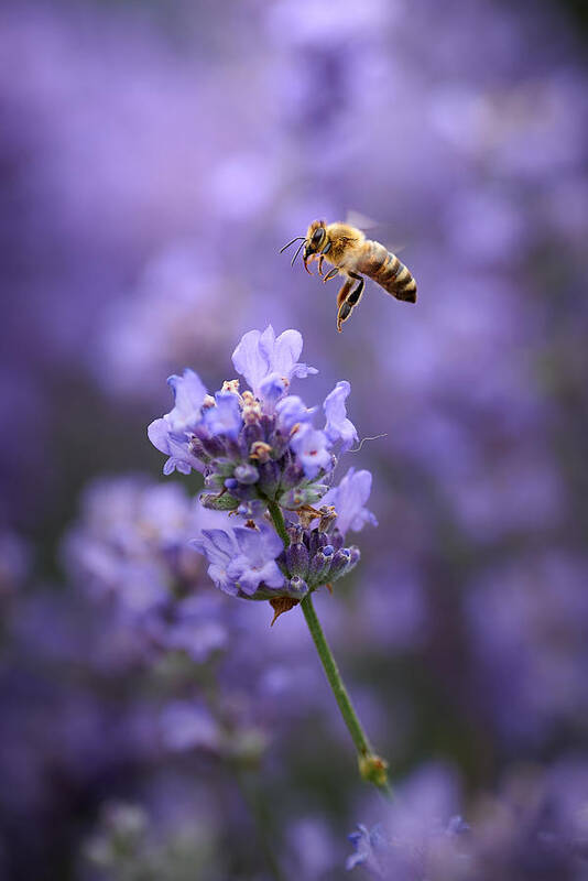 Bee Art Print featuring the photograph Lavender Flight... by Andrii Kazun