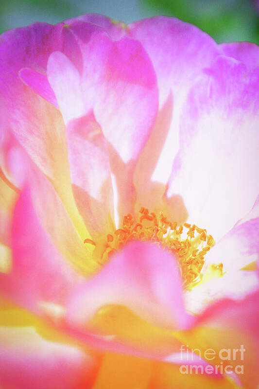 Garden Art Print featuring the photograph Layers of Happiness by Becqi Sherman