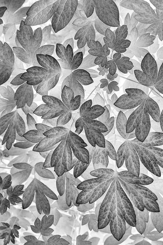 Leaves Art Print featuring the photograph Leaves Black And White Plant Pattern by Christina Rollo