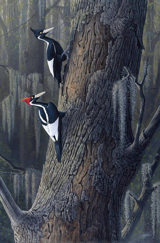 Ivory Billed Woodpeckers Art Print featuring the painting Legends Of The Pearl by Wilhelm Goebel