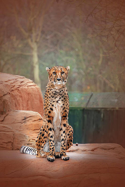 Leopard Art Print featuring the photograph Leopard by Gouzel -