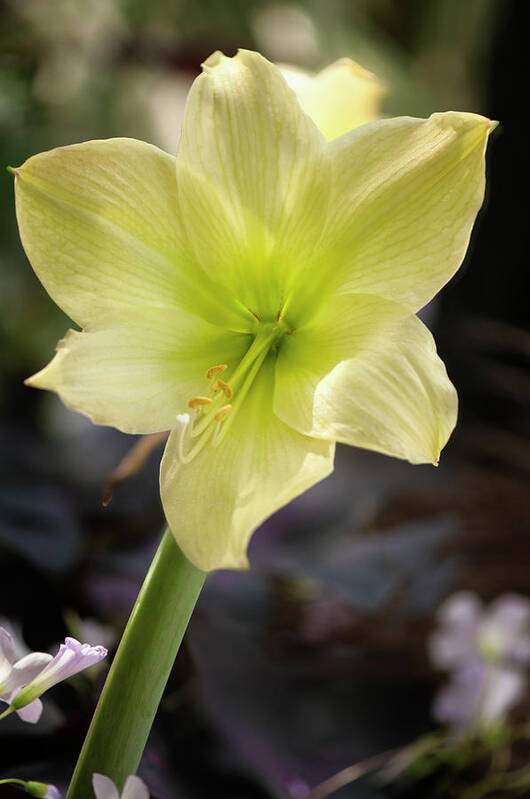 Rockville Art Print featuring the photograph Lime Green Amaryllis Flower by Maria Mosolova