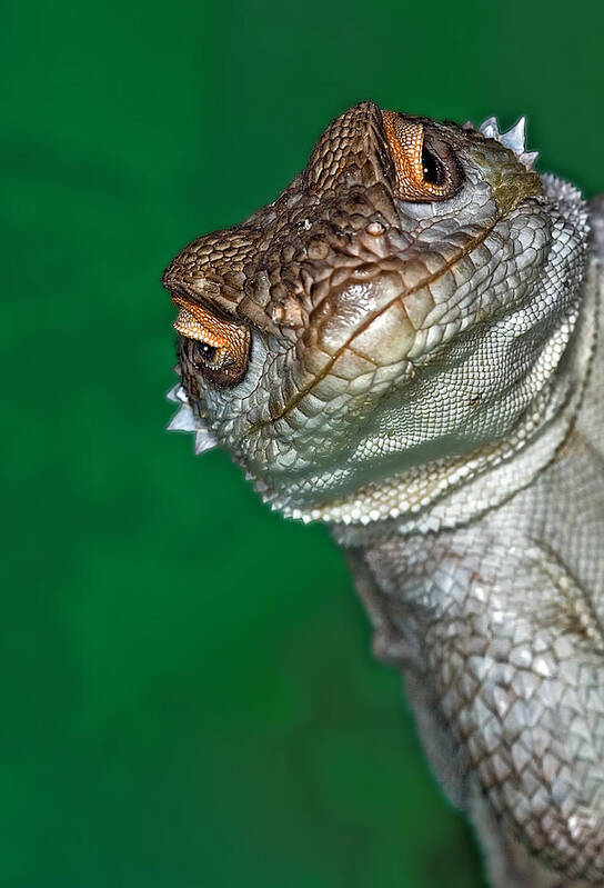 Animal Themes Art Print featuring the photograph Look Reptile, Lizard Interested By by Pere Soler