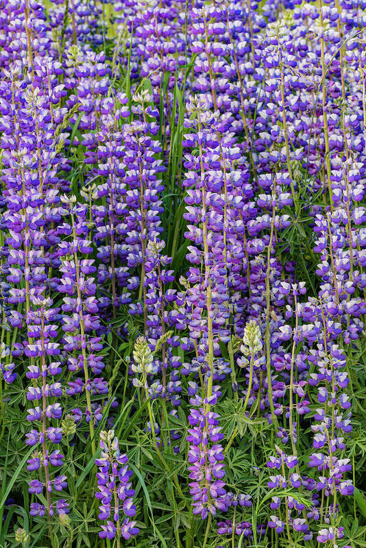 Jeff Foott Art Print featuring the photograph Lupine In Redwood National Park by Jeff Foott
