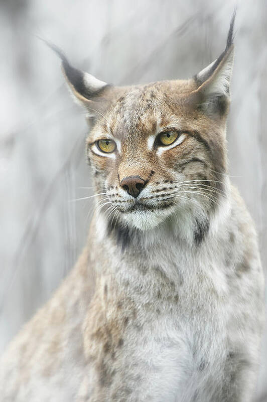 Lynx Art Print featuring the photograph Lynx Portrait In The Fog by Santiago Pascual Buye