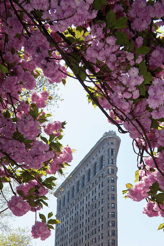 Outdoors Art Print featuring the photograph Manhattan,flatiron Building And Tree In by Siegfried Layda