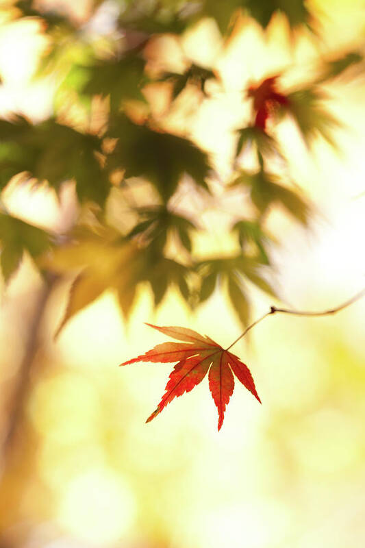 Taiwan Art Print featuring the photograph Maple Leaf by Higrace Photo
