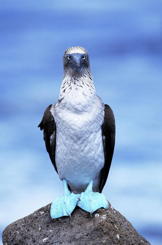 Animal Themes Art Print featuring the photograph Masked Booby Sula Dactylatra Galapagos by Art Wolfe