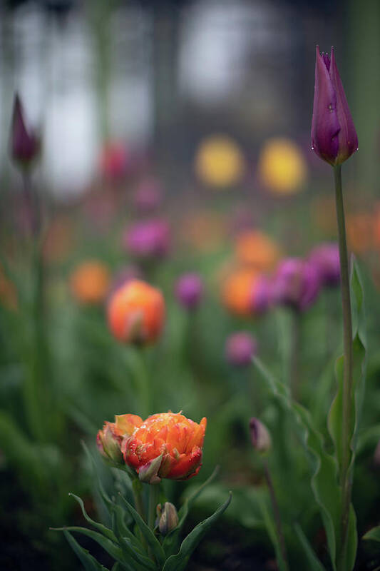 Botany Botanic Botanical Garden Flower Flowers Mist Misty Rain Outside Outdoors Budding Tulips Brian Hale Brianhalephoto New England Newengland Usa U.s.a. Ma Mass Massachusetts Moody Art Print featuring the photograph May Showers by Brian Hale