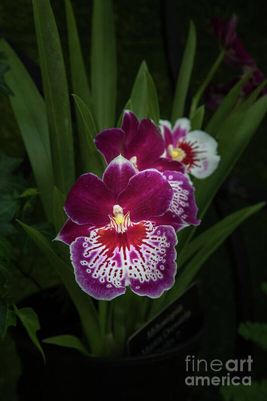 Conservatory Art Print featuring the photograph Miltonia by Marilyn Cornwell