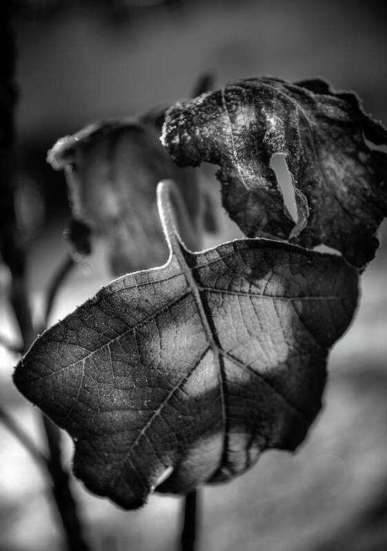 Chrystal Mimbs Art Print featuring the photograph Morning Sun On Fig Leaves In Black and White by Greg and Chrystal Mimbs