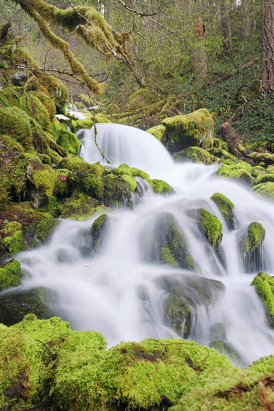 Moss Art Print featuring the photograph Mossy Falls by Nicole Young