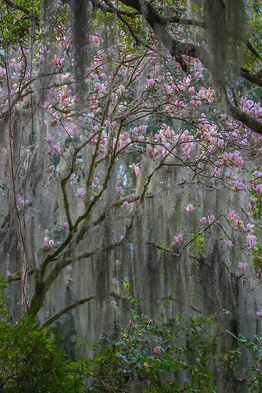 Landscape Art Print featuring the photograph Mossy Magnolia Saucer by Kylie Jeffords