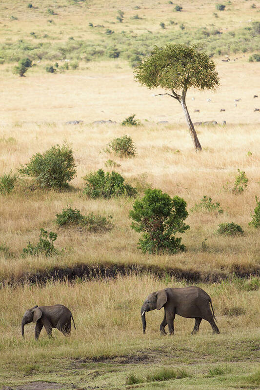 Kenya Art Print featuring the photograph Mother And Baby Elephant In Savanna by Universal Stopping Point Photography