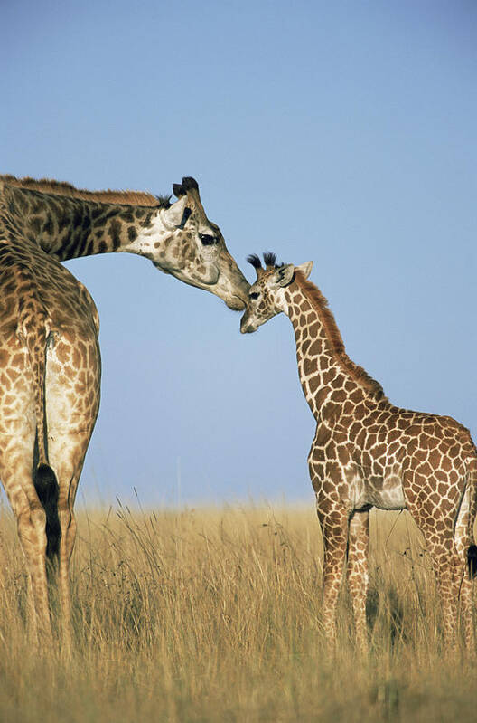 Kenya Art Print featuring the photograph Mother Giraffe Nuzzling Calf Giraffe by James Warwick