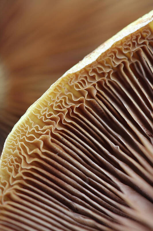 Mushroom Art Print featuring the photograph Mushrooms by Angela Bax