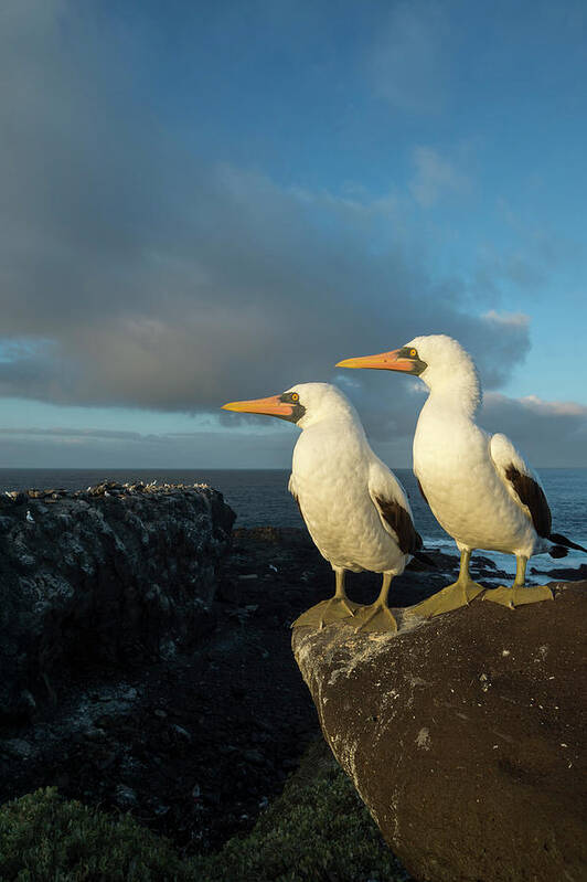 Animal Art Print featuring the photograph Nazca Booby Pair On Coast by Tui De Roy