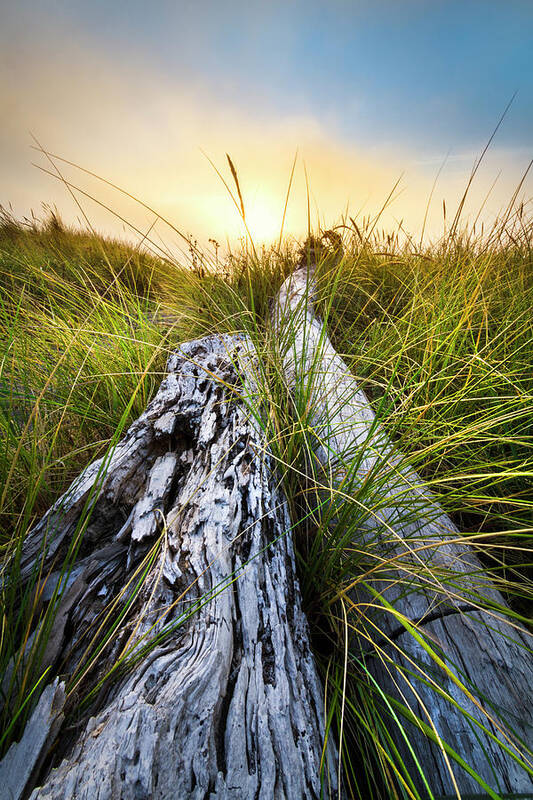 Clouds Art Print featuring the photograph Ocean Driftwood by Debra and Dave Vanderlaan