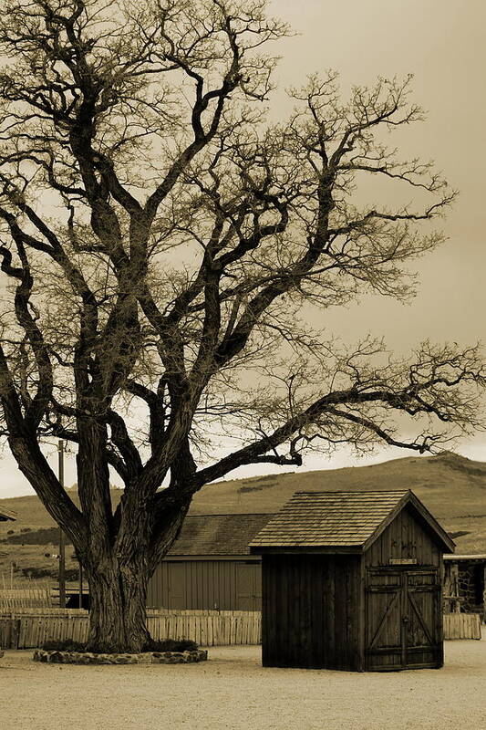 Old Shed Art Print featuring the photograph Old Shanty in Sepia by Colleen Cornelius