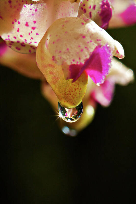 Petal Art Print featuring the photograph Orchid And Water Drop by Photography By Jeremy Villasis. Philippines.