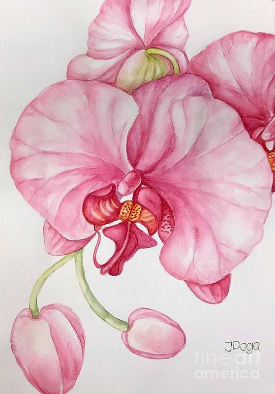 Floral Art Print featuring the painting Orchid by Inese Poga