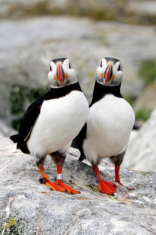 Animal Themes Art Print featuring the photograph Pair Of Puffins by Betty Wiley