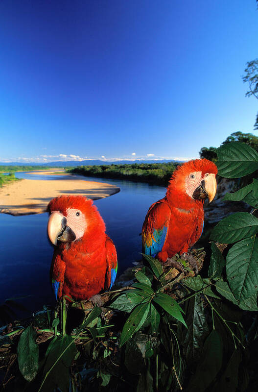 Expertise Art Print featuring the photograph Pair Of Scarlet Macaws Ara Macao Near by Art Wolfe
