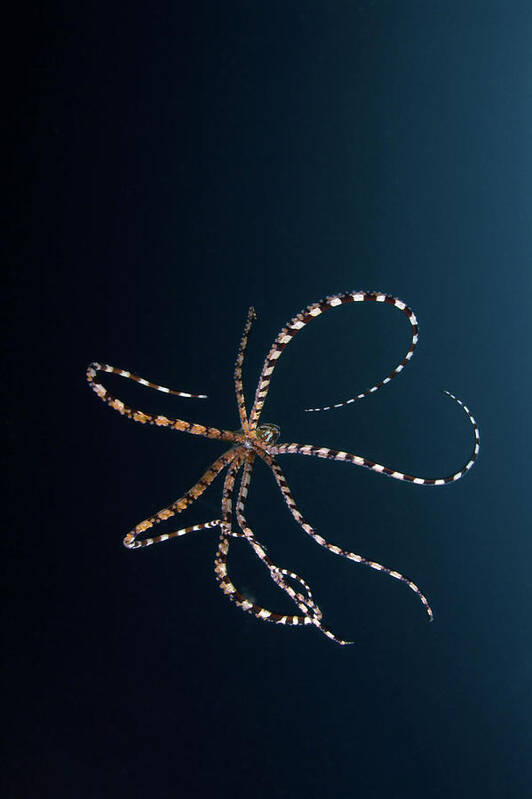 Underwater Art Print featuring the photograph Parachuting Mimic Octopus, Lembeh by Mathieu Meur/stocktrek Images