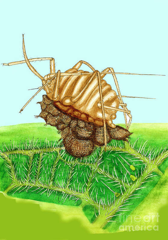 Microlophium Carnosum Art Print featuring the photograph Parasitised Aphid by Dr Keith Wheeler/science Photo Library